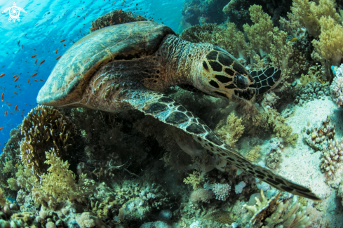 A Hawksbill sea turtle