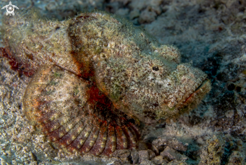 A scorpionfish | Scorpionfish