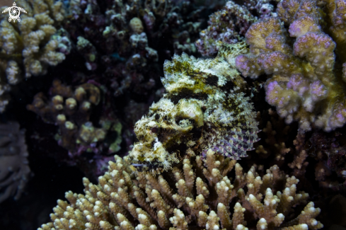 A scorpionfish | Scorpionfish