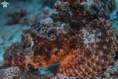 A Scorpionfish | Scorpionfisch