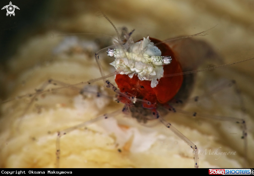 A Mushroom coral ghost shrimp (Cuapetes kororensis)