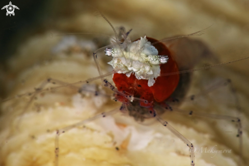 A Mushroom coral ghost shrimp (Cuapetes kororensis)