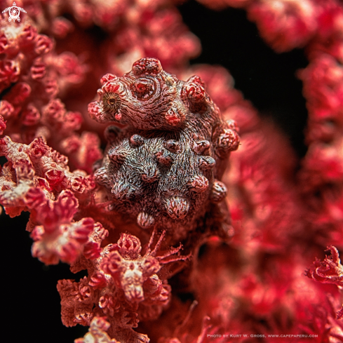 A Hippocampus bargibanti | Pygmy Seahorse