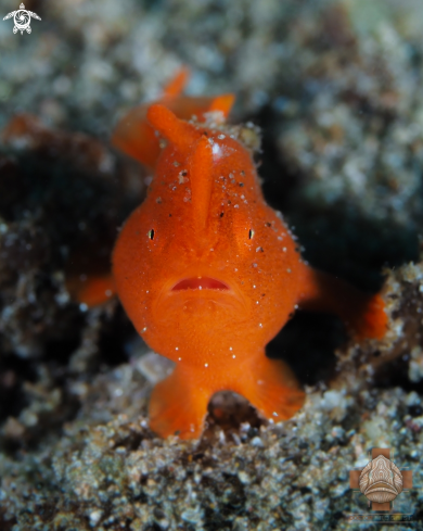 A Juvenile Painted Frogfish