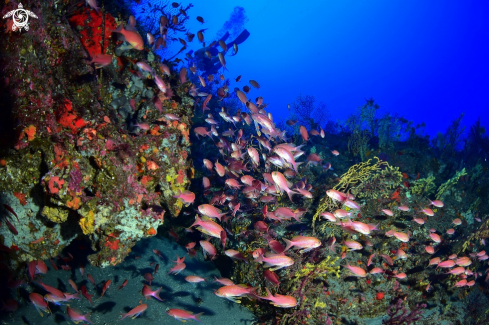 A Anthias anthias