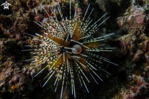 A Echinoidea | Echinoidea