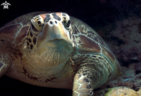 A Green sea turtle (Chelonia mydas)