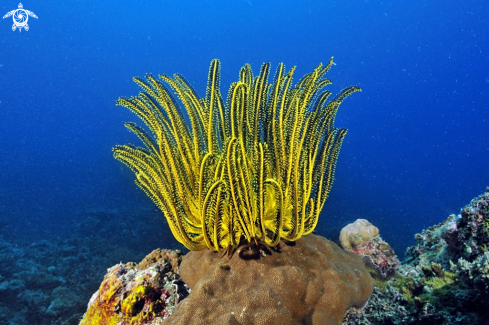 A feather star