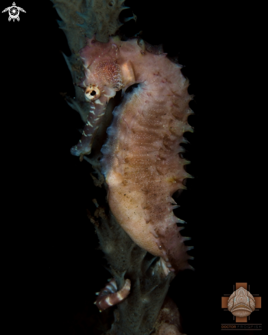 A Hippocampus histrix | Thorny Seahorse