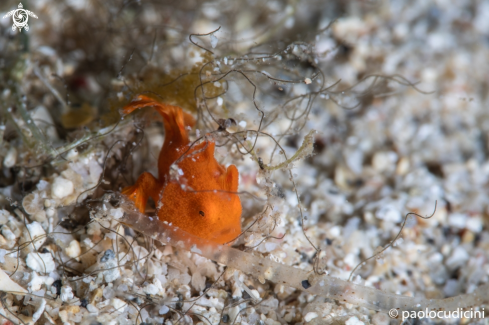 A Painted Frogfish