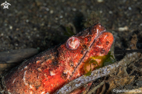 A Branchysomophis henshawi | Reptilian Snake Eel