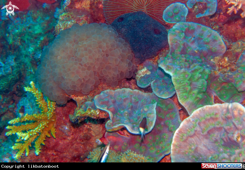 A Red Sea Coral Reef