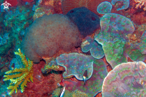 A Red Sea Coral Reef