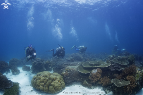 A Divers in Coral Reef