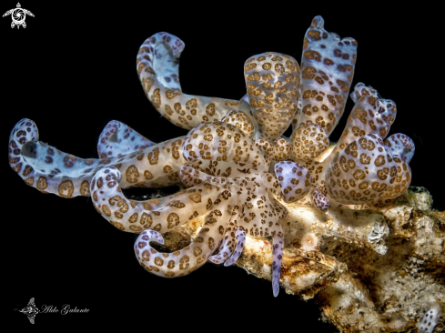 A Solar Powered Sea Slug / Nudibranchs