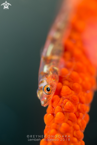 A Goby