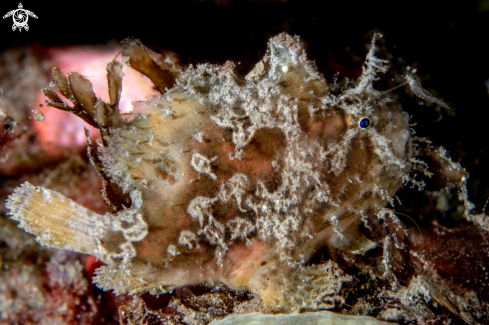 A Antenarius maculatus | Warty frogfish