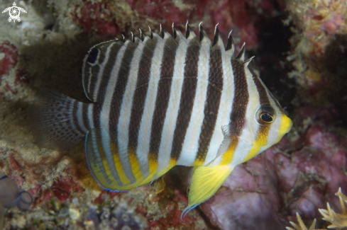 A Paracentropyge multifasciata | Barred Angelfish