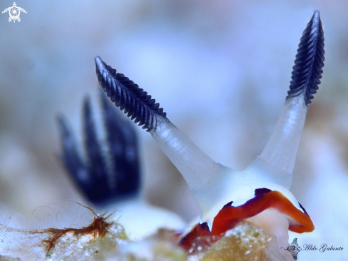 A Faithful sea slug/ Nudibranch