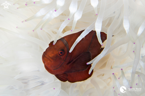 A Spinecheek Anemonefish