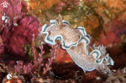 A Hikuero Glossodoris Nudibranch