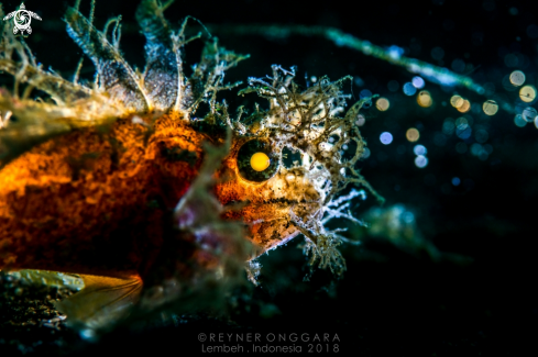 A Ambon Scorpionfish