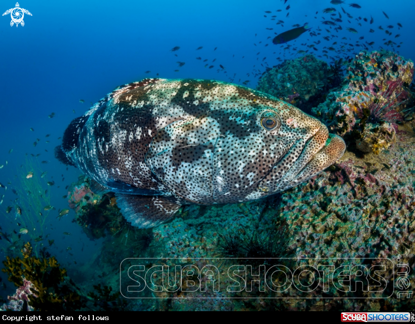 A Malabar Grouper