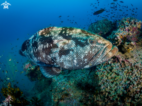 A Malabar Grouper