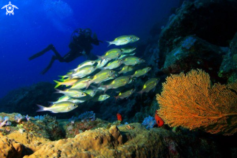 A West coast Mauritius reef forms .Flic En Flac 