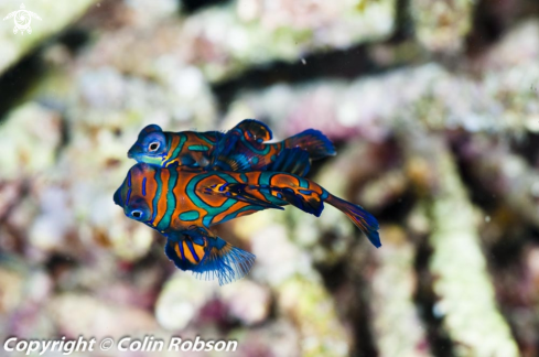 A mandarin fish