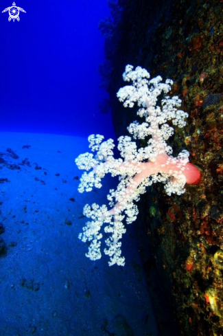 A Soft coral forms of the hull of the Jebedah shipwreck ,Mauritius