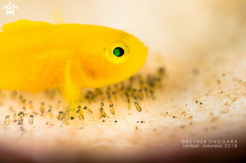 A Yellow Goby