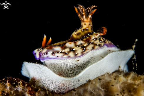 A Hypselodoris krakatoa | Hypselodoris krakatoa