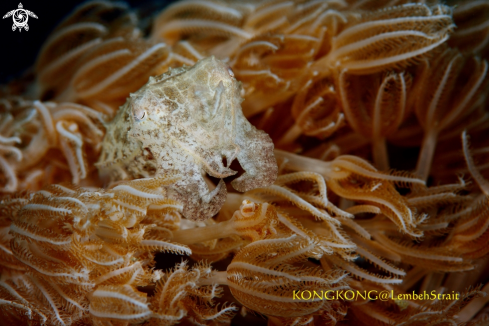 A Pygmy Cuttlefish