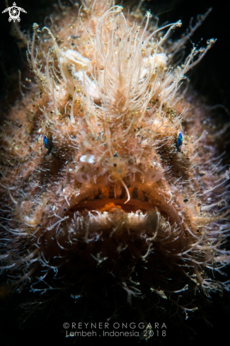 A Hairy Frogfish