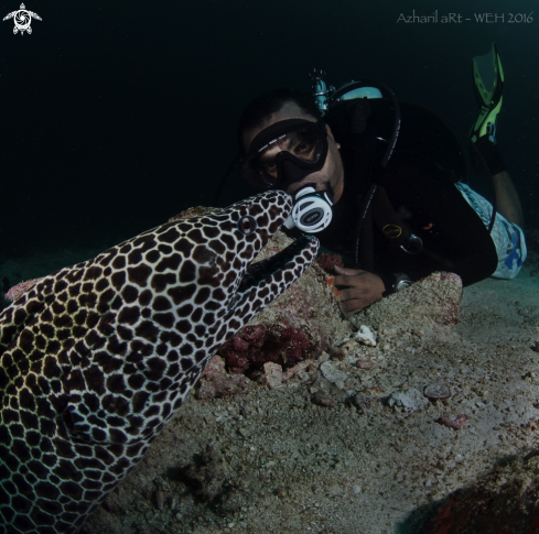 A Honeycomb Moray Eel