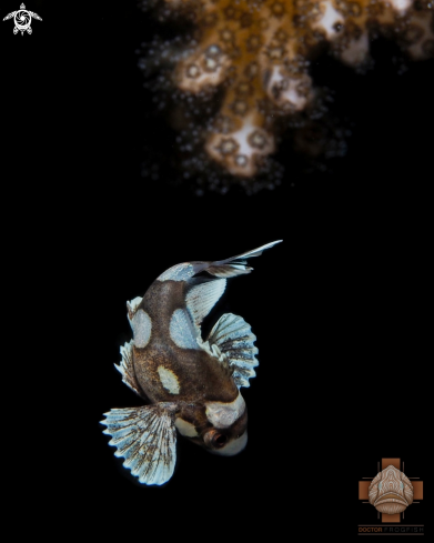 A Juvenile Harlequin Sweetlips