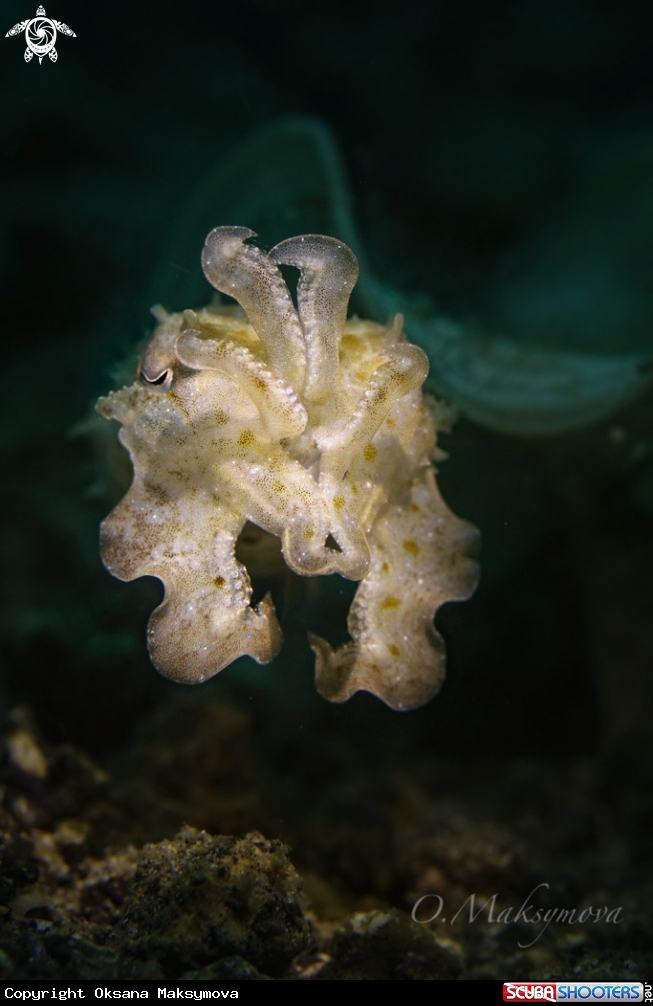 A Cuttlefish (Sepia sp.)