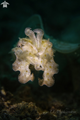 A Cuttlefish (Sepia sp.)