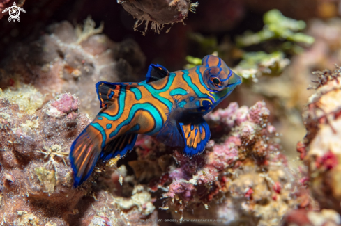 A Synchiropus splendidus | Mandarinfish, Dragonet