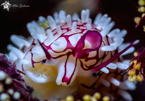 A Allied Cowrie 