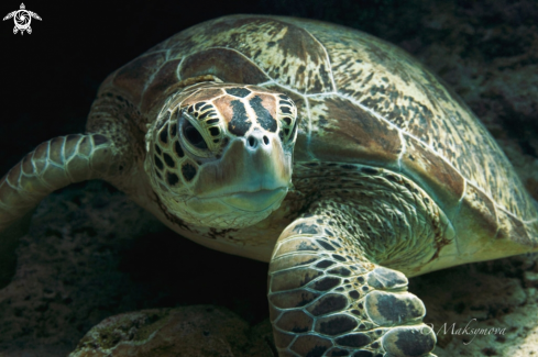 A Green sea turtle (Chelonia mydas)