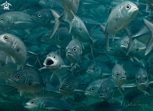 A School of Silver Jackfish