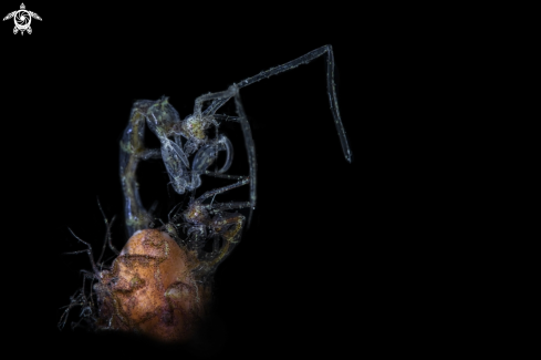 A Skeleton shrimp 
