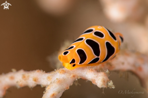 A Tiger egg cowry (Cuspivolva tigris) 