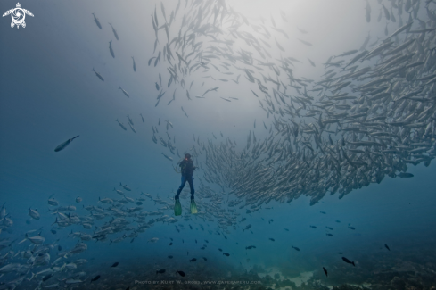 A Bigeye Trevally, Jack's