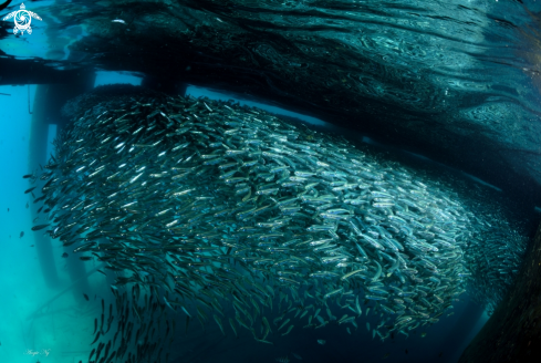 A Silversides 