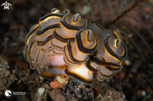 A Doto greenamyeri | Donut Nudibranch