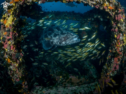 A Epinephelus malabaricus | Malabar Grouper