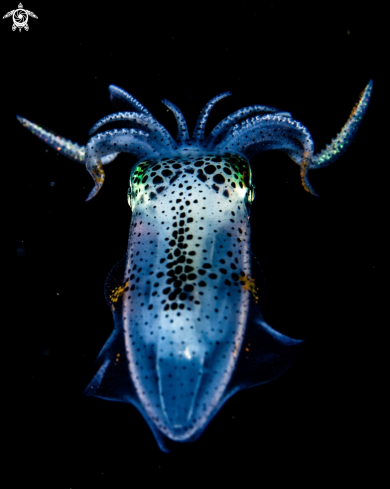 A Sepioteuthis lessoniana | Big fin reef squid